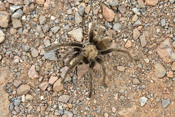 Spider Tarantula, Death Valley National Park, Eastern California, North America