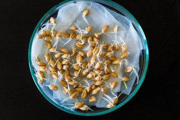 Seeds and shoots of genetically modified cereals in a petri dish. On a black background