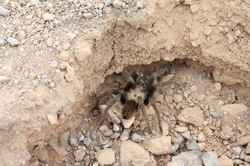 Spider Tarantula, Death Valley National Park, Eastern California, North America
