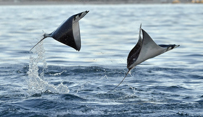 Mobula ray jumping out of the water. Mobula munkiana, known as the manta de monk, Munk's devil ray, pygmy devil ray, smoothtail mobula, is a species of ray in the family Myliobatida. Pacific ocean - obrazy, fototapety, plakaty
