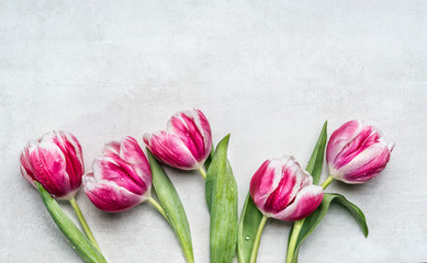 Beautiful rosa white tulips, floral border on light gray background, top view.  Spring flowers...