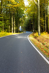 Obraz premium Asphalt road in the forest