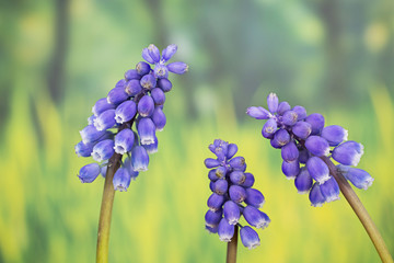 Flowers - Grape Hyacinths, Muscari armeniacum