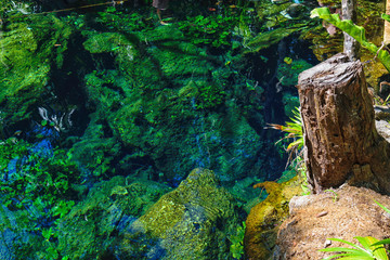 Mexican Open Cenote