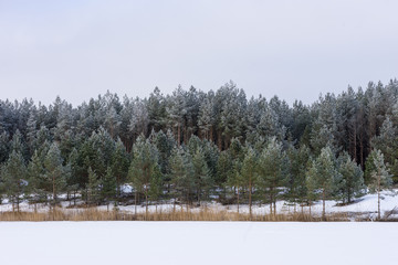 Winter in the lake. Icy cold forest. Frosty wood and ground.  Freeze temperatures in nature. Snowy natural environment. Trees, reed, snow and blue sky.