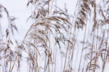 Common reed in icy cold winter.  Frosty straw. Freeze temperatures in nature. Snowy natural environment background