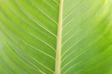 background of green leaf