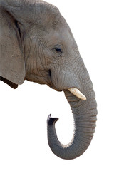 Elephant jumbo head