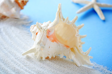 Sea shells on white sand,夏のイメージ