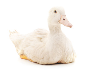 White duck.
