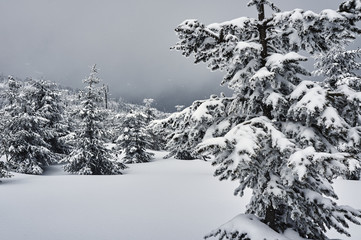Snow-covered trees in the Jizera Mountains, Poland.