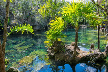 Mexican Open Cenote