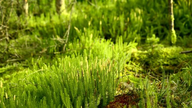 Huperzia, Heilpflanze gegen Alzheimer, Pflanzen im Wald
