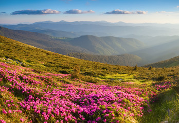Many nice pink rhododendrons on the mountains.
