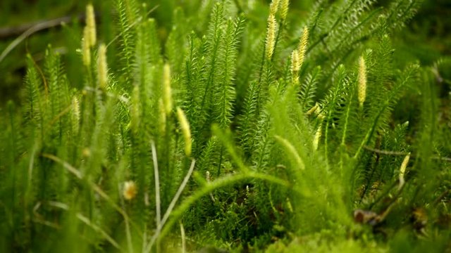 Huperzia, Heilpflanze gegen Alzheimer, Pflanzen im Wald