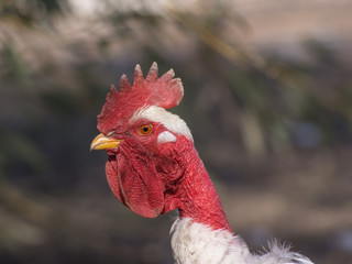 Bald-necked cock
