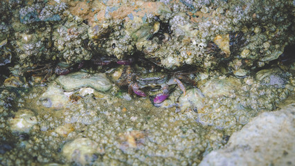 Naklejka na ściany i meble Purple Crab hide in cave