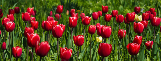 Rote Tulpen Panorama
