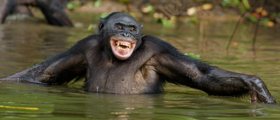 Lächelnder Bonobo im Wasser. Bonobo im Wasser mit Freude und Lächeln. Bonobo steht im Teich und sucht nach den Früchten, die ins Wasser gefallen sind. Bonobo (Panpaniscus). Demokratische Republik Kongo. Afrika