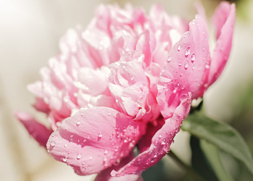 Peony flower background
