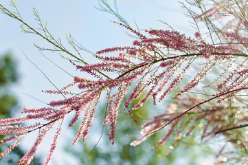 Tamarix ramosissima pink flowers
