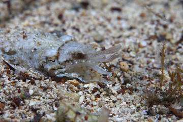 Elegant cuttlefish