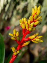 Bromelienblüte