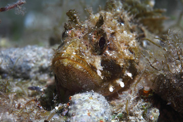 Cadenat rockfish