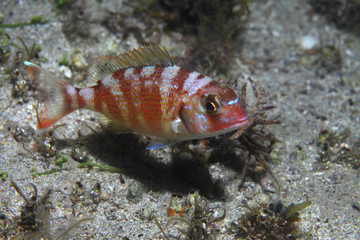 Red pandora fish