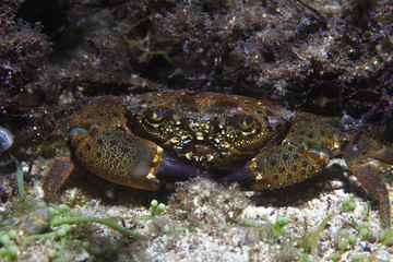 Round crab