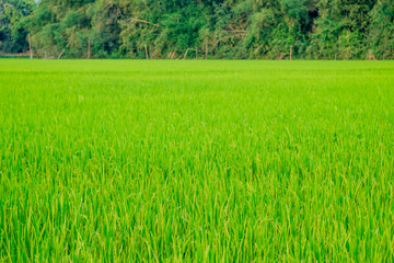 Fototapeta na wymiar background cornfield . Green Terraced Rice Field in Thailand