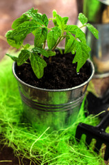 Young seedling tomato