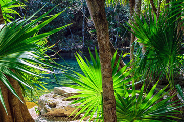 Cenote Vegatation