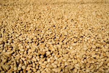 Fresh coffee beans process Sun bath .