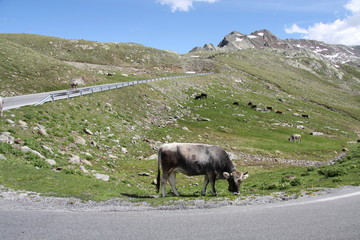 Fototapeta premium Grazing Cows in The Mountains, Passo Rombo - Timmelsjoch, Italian-Austrian Border, Europe