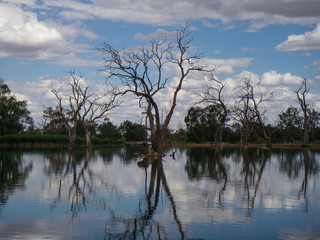 Obraz premium Western NSW Wetlands