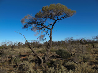 Fototapeta premium South Australian Outback