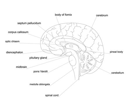 Brain anatomy outline