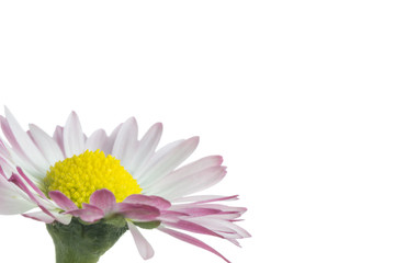 Gänseblümchen
