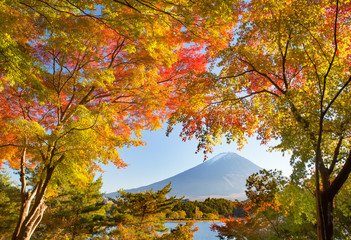 Autumn tree and Mountain Fuji at lake kawaguchiko in autumn season