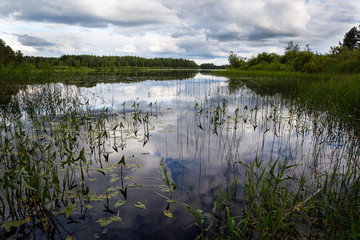 Obraz premium Forest Lake overgrown grass a summer day. Clouds are reflected in water.