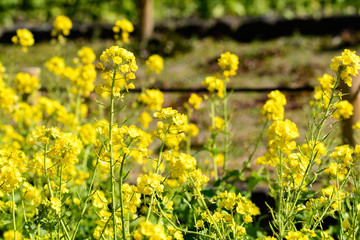 Fototapeta premium 公園の菜の花