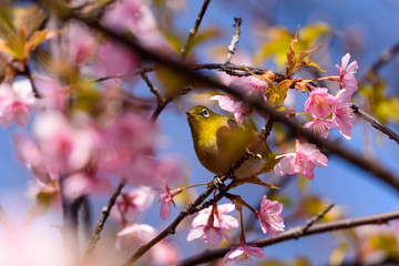 河津桜とメジロ