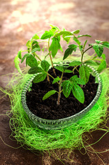 Young seedling tomato