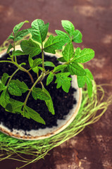 Young seedling tomato