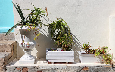 Plantes grasses devant une maison
