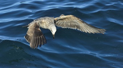 Flying  Juvenile Kelp gull (Larus dominicanus), also known as the Dominican gull and Black Backed Kelp Gull. Blue water of the ocean Background. False Bay, South Africa