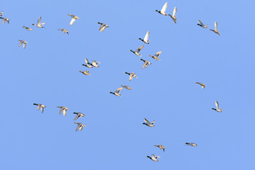 マガモ群飛(Mallard)
