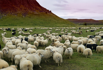 Icelandic sheep in a field 