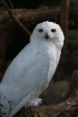 Snowy owl siting and watching
